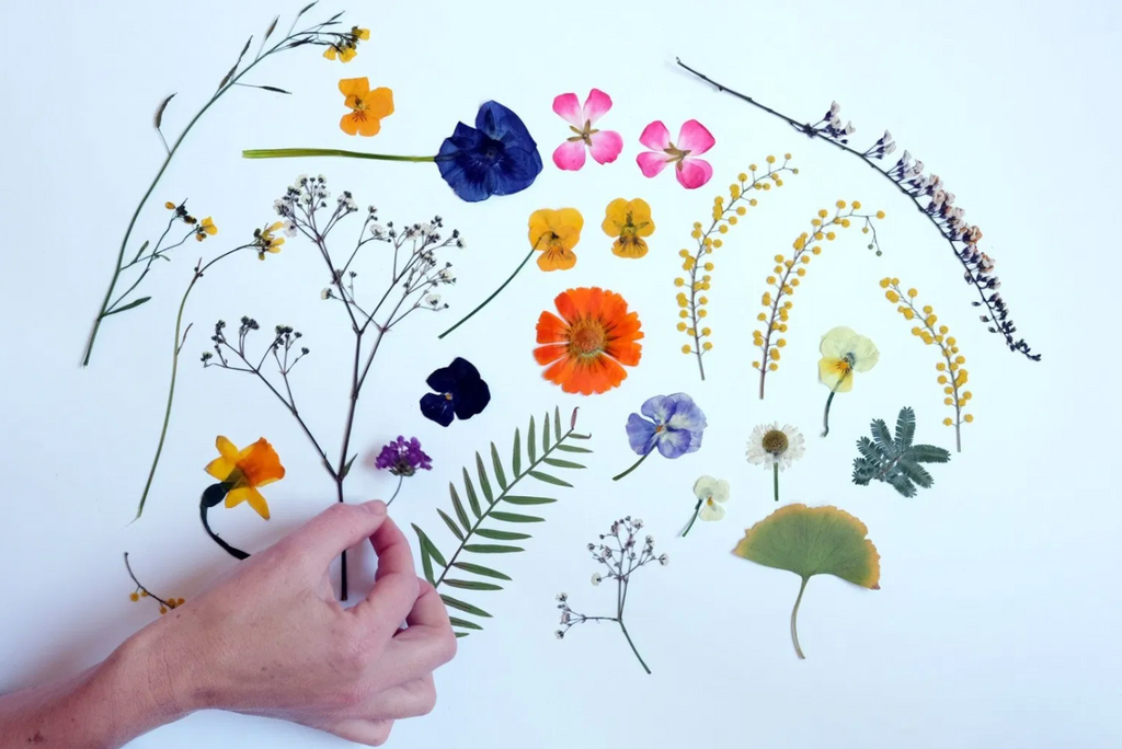 The best flowers for pressing Floreat