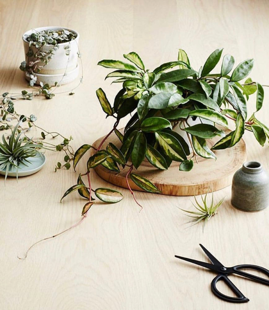 Plant Style by Alana Langan and Jacqui Vidal