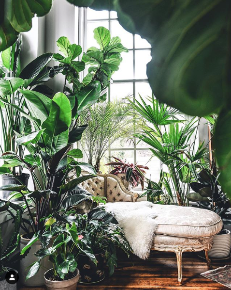 hilton carter fiddle leaf fig Wild at Home by Hilton Carter –Floreat