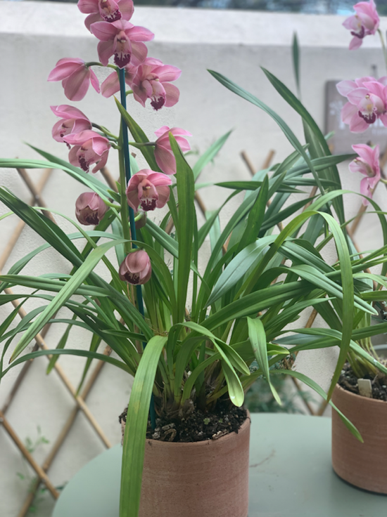 Cymbidium orchid plants